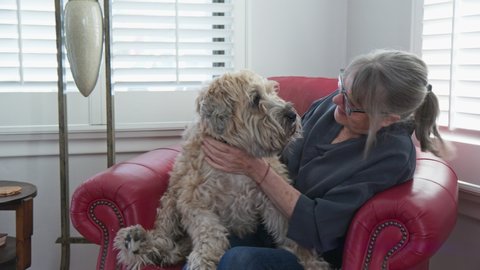 Happy senior woman petting and playing with her dog at home. Smiling older white lady and her Wheaton Terrier sharing a chair in the living room. Slow motion 4k