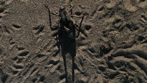 Large black mormon cricket katydid sits in sand then leaves slow motion