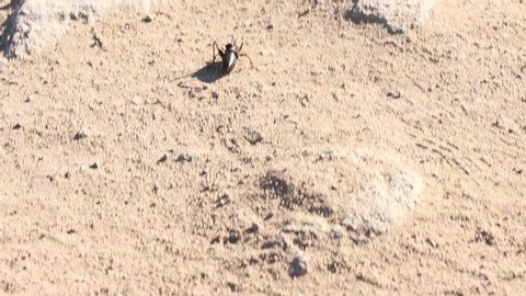 Mormon cricket katydid jumps clumsily on dirt road slow motion