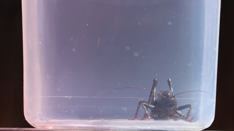Captive cricket katydid in filthy catch jar grooms antenna