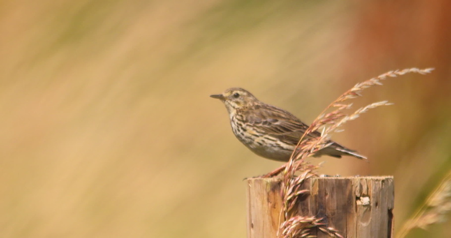 Meadow Pipit bird perched on post swaying summer meadow grass slow motion Royalty-Free Stock Footage #1055967587