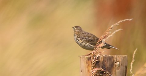 Meadow Pipit bird perched on post swaying summer meadow grass slow motion
