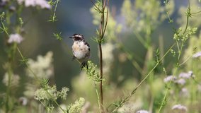 The whinchat (Saxicola rubetra) balanced on a plant in strong wind