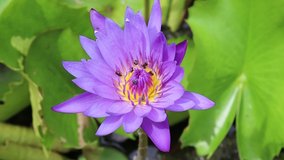 Lotus flower purple with insects and bees on green leaves and water surface closeup in the pond.