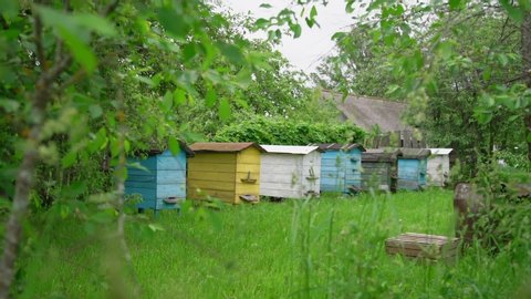 coloured wooden beehives stand in green local village garden against grey rooftop on windy weather slow motion