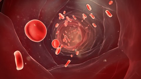 Platelets flow in blood vessels,3D animation.