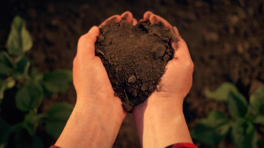 Agriculture. Farmer hand with fertile soil. Agriculture concept. Farmer hand with fertile black soil. Green plants. Farmer in green field holds fertile black soil in his hand. Farmer and agriculture Royalty-Free Stock Footage #1055973770