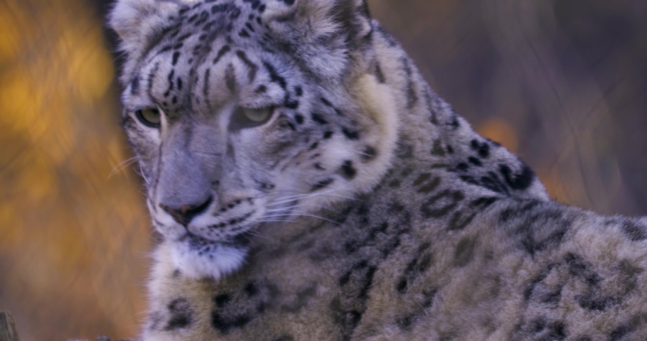 Beautiful Spotted Snow Leopard Snow Alaska Stock Photo Shutterstock
