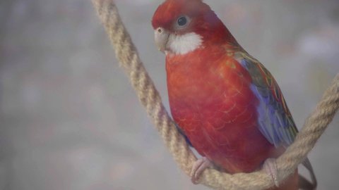 Large pink rosella Platycercus elegans parrot siting on a rope in a pet shope window,close-up.