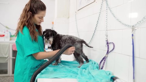 Female dog groomer blow-drying miniature schnauzer in dog parlor