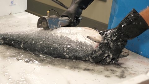 Cleaning the skin of a salmon fish in a restaurant kitchen with a handheld machine