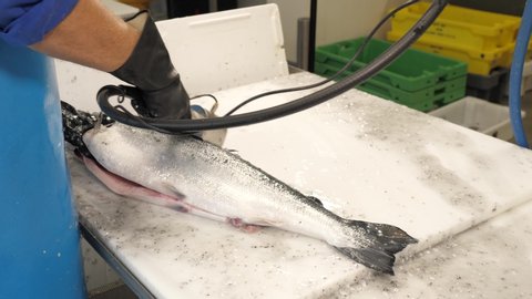 Cleaning the skin of a salmon fish in a restaurant kitchen with a handheld machine