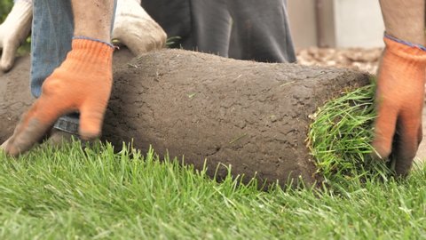 Laying a rolled lawn close-up. Lawn grass in rolls unfolds on the ground. Laying green lawn grass in rolls on the ground by a professional gardener. Landscape gardening.