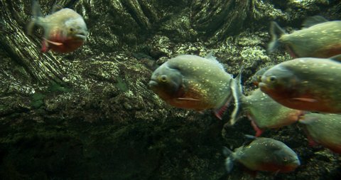 Wide Slow Pan To Left Shot Of School Of Red Piranha, Pygocentrus Nattereri, Swimming In Aquarium Tank