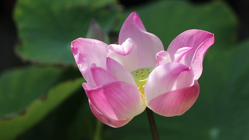 beautiful pink lotus flowers blooming sunlight Stock Footage Video (100 ...