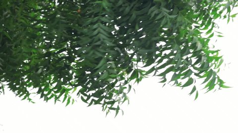 Indian neem tree or Indian lilac,selective focus without noise,azadirachta indica - commonly known as neem,Tree bark of Medicinal Neem with leaves natural background,ayurvedic nim or herbal
