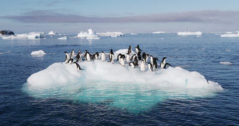 MS Adelie Penguins (Pygoscelis adeliae) on ice floe on Hope Bay / Antarctic Peninsula, Antarctica