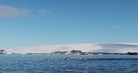 SLO MO WS Adelie Penguins (Pygoscelis adeliae) swimming in Hope Bay / Antarctic Peninsula, Antarctica