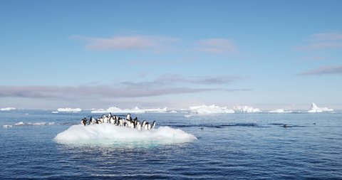 SLO MO WS Adelie Penguins (Pygoscelis adeliae) on ice floe on Hope Bay / Antarctic Peninsula, Antarctica