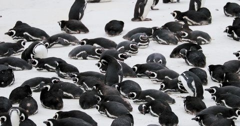 MS Colony of Magellanic penguins (Spheniscus magellanicus) at Gypsy Cove / Falkland Islands, British Overseas Territory