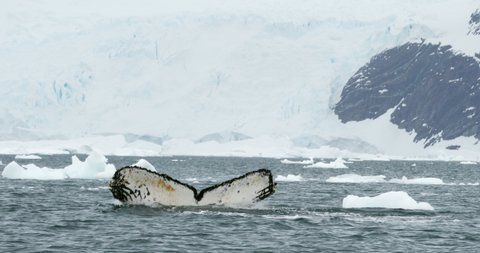 MS Humpback whale (Megaptera novaeangliae) breaching in Neko Harbor / Antarctic Peninsula, Antarctica