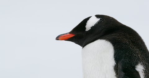 CU Gentoo penguin (Pygoscelis papua) at Waterboat Point / Antarctic Peninsula, Antarctica