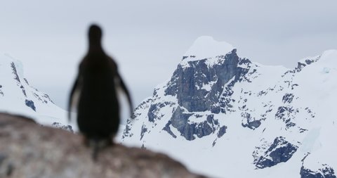 MS R/F Ggentoo penguins (Pygoscelis papua)in front of snow covered mountain at Waterboat Point / Antarctic Peninsula, Antarctica