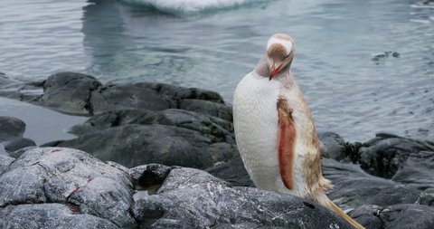 MS Leucistic (lacking in pigment) gentoo penguin (Pygoscelis papua) on rocks at Waterboat Point / Antarctic Peninsula, Antarctica