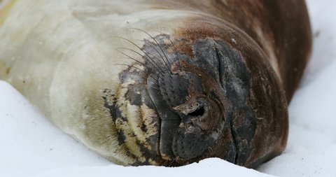 CU Female elephant seal (Mirounga leonina) sleeping on snow at Waterboat Point / Antarctic Peninsula, Antarctica