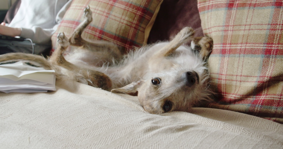 MS Playful dog lying on sofa / Staffordshire, UK