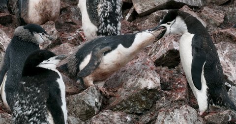 MS Chinstrap penguin (Pygoscelis antarcticus) feeding chick / Half Moon Island, South Shetland Islands, Antarctic Peninsula, Antarctica