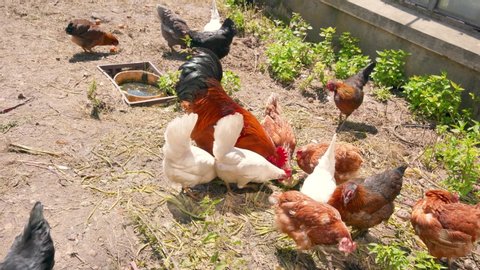 feeding hens on an organic farm
