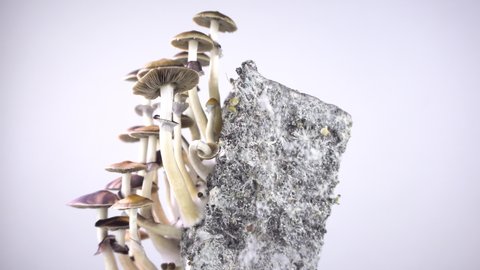 Psilocybe cubensis magic mushrooms. Mushroom Rotation. Sacred mushroom mazatek.