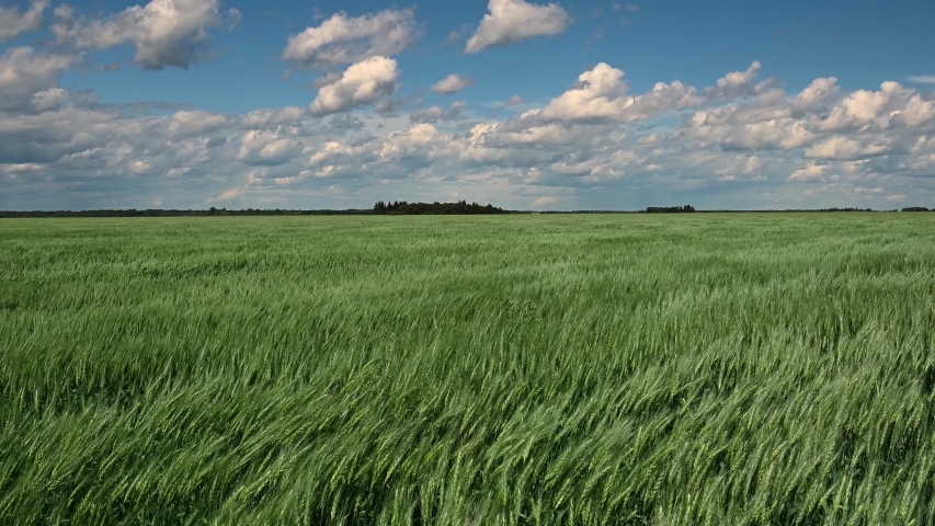 Bright green wheat field blowing in a strong wind with a blue sky filled with white clouds in the background.  
 Royalty-Free Stock Footage #1055996792