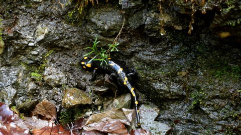 Salamander in Mountains, Reptile With Yellow Spots Amphibian Animal in Forest