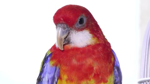 Rosella Parrot Bird, Australian Birds in Captivity, Tame Pet in Cage