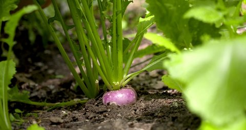 pulling turnip from ground level