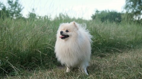 Close up portrait of an White spitz on grass. Cute fluffy charming white-haired Pomeranian Spitz in full growth on the green grass in the park. Walk with dog on a sunny day. 