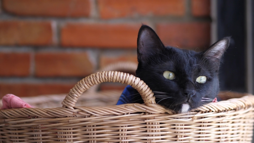black cat in basket , animal concept.