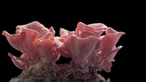 mushroom growth time lapse on background