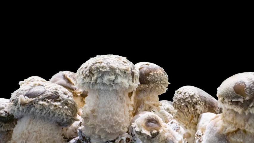 shiitake shiitake mushroom growth time lapse on background Royalty-Free Stock Footage #1056006011