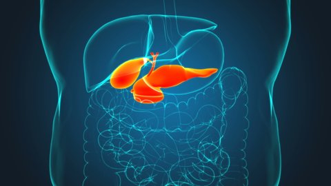 Human Gall Bladder Anatomy With Digestive System For Medical Concept 3D Illustration