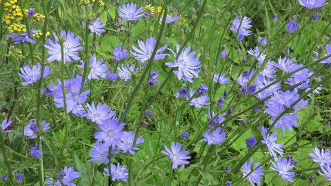 Chicory Root Stock Video Footage 4k And Hd Video Clips Shutterstock