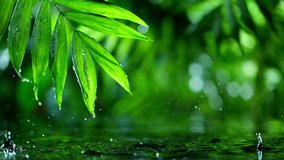 fresh green leaves with water drops over the water , relaxation with water ripple drops concept , filmed on cinema slow motion camera at 1000 fps - Powered by Shutterstock - Get 15% off with code: PIKWIZARD15