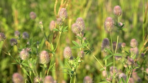 Flowers of the Hare's-foot clover (Trifolium arvense). 