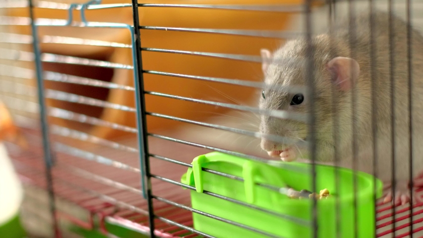 hamster squeezing through cage