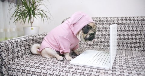 Cute pug dog sitting looking to laptop, notebook with interest, curiosity, surprise. Interesting engaging content, media, movie. Appetizing food content that want to eat through the screen. Patience