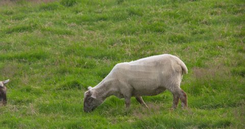 Freshly shorn sheep grazing green meadow grass pasture Ireland.
