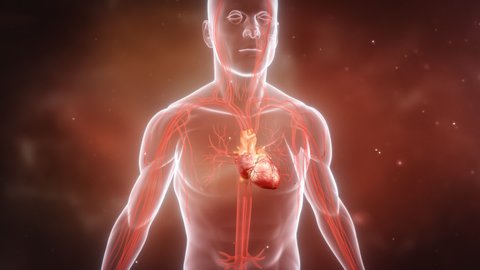 heart 3D animation with background.