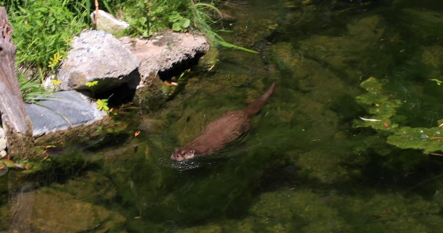 European otter swimming in a river Royalty-Free Stock Footage #1056029069